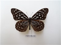 藏品(小紋青斑蝶)的圖片